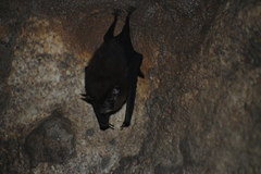 Balantiopteryx io
