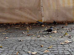 Columba livia domestica