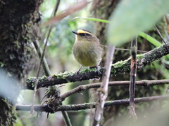 Silvicultrix diadema