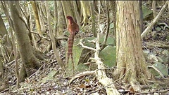 Syrmaticus soemmerringii