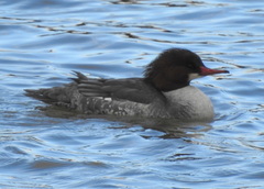 Mergus merganser