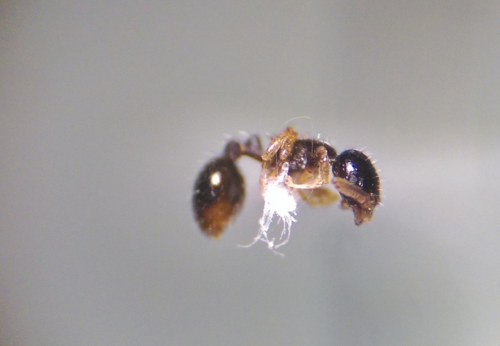 Alabama Acorn Ant