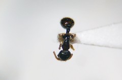 Temnothorax tuscaloosae