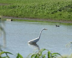 Ardea alba