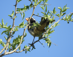 Saltator aurantiirostris