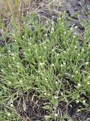 Calocephalus lacteus