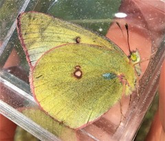 Colias occidentalis