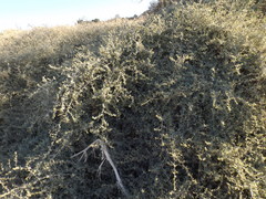 Atriplex amnicola