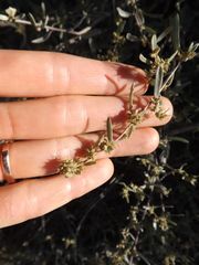 Atriplex amnicola