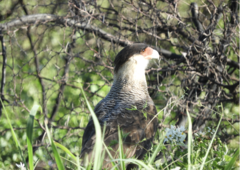 Caracara plancus