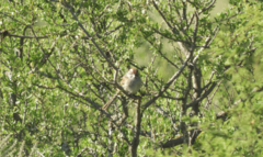 Rhynchospiza strigiceps