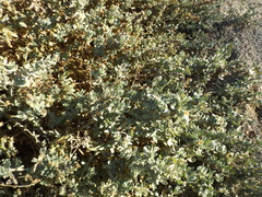 Atriplex amnicola
