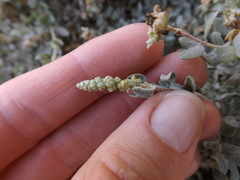 Atriplex amnicola