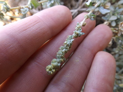 Atriplex amnicola