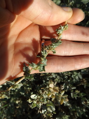 Atriplex amnicola