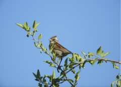 Zonotrichia capensis
