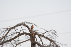 Buteo lineatus