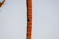 Melanerpes formicivorus