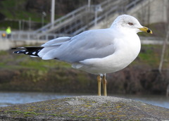 Larus delawarensis