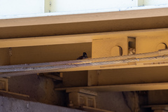 Passer domesticus