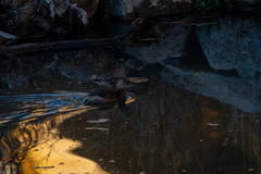 Podilymbus podiceps