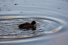 Fulica americana