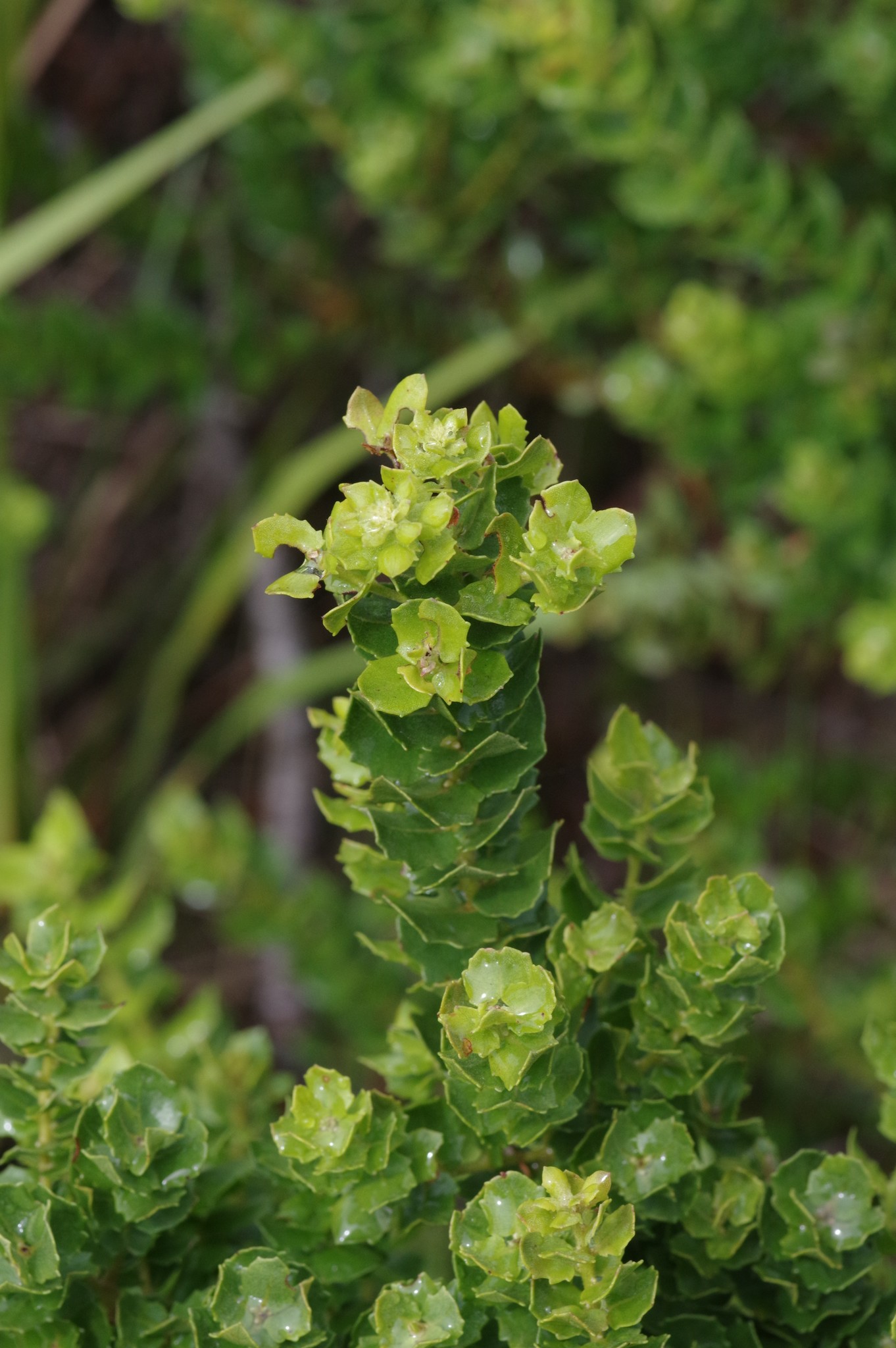 Morella cordifolia