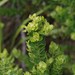 Morella cordifolia - Photo (c) Craig Peter,  זכויות יוצרים חלקיות (CC BY-NC), uploaded by Craig Peter