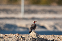 Colaptes auratus