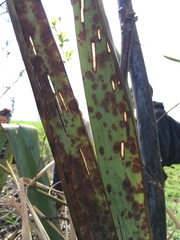 Orthoclydon praefectata