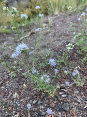 Gilia capitata capitata