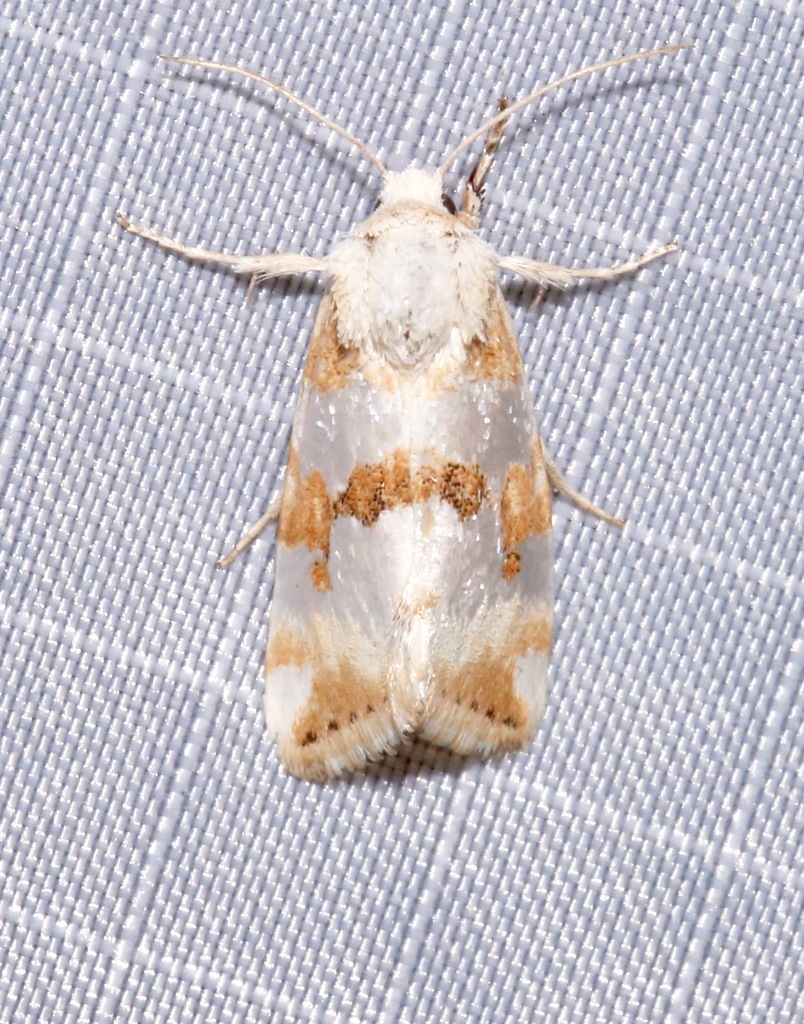 Schinia alencis