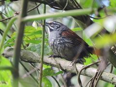 Pheugopedius mystacalis