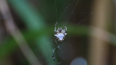Verrucosa undecimvariolata