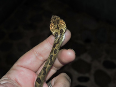 Leptodeira splendida