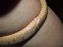 Leptodeira splendida