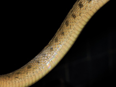 Leptodeira splendida