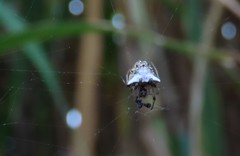 Verrucosa undecimvariolata