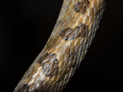 Leptodeira splendida