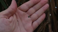 Verrucosa undecimvariolata