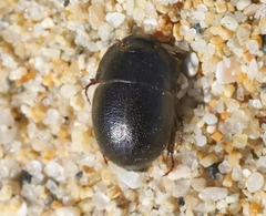 Coelus globosus