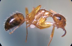 Camponotus caryae