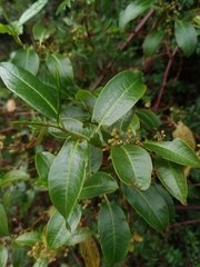 Muehlenbeckia tamnifolia