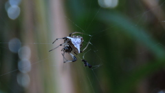 Verrucosa undecimvariolata