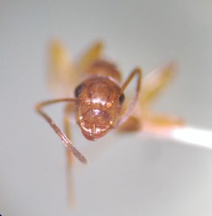Camponotus caryae
