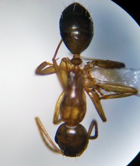 Camponotus caryae