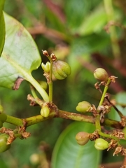 Muehlenbeckia tamnifolia