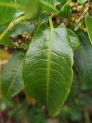 Muehlenbeckia tamnifolia