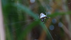Verrucosa undecimvariolata