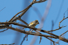 Setophaga coronata auduboni